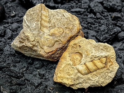 ископаемые окаменелости в центральноукраинском областном краеведческом музее в Кропивницком