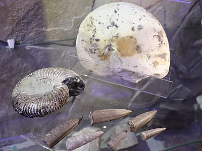 ископаемые окаменелости в центральноукраинском областном краеведческом музее в Кропивницком