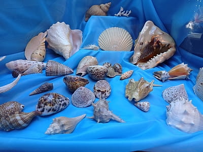 Коллекции Центральноукраинского областного краеведческого музея поражают разнообразием и масштабом — здесь собраны уникальные памятники истории, археологии, природы и искусства, отражающие развитие края с древнейших времен до современности. 