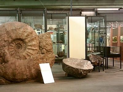 ископаемые окаменелости в центральноукраинском областном краеведческом музее в Кропивницком