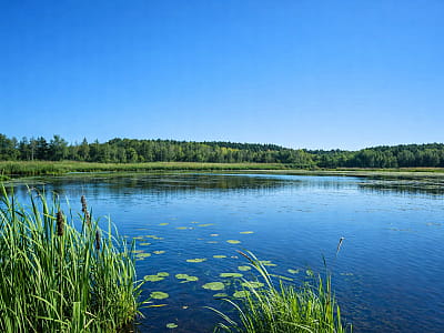 Озеро Звединка возле Шацка — карстовый водоем Шацких озер с бобрами, болотной растительностью и возможностью тихого отдыха на природе.