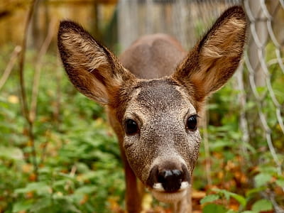 реабилитационный центр для диких животных общей площадью 32 га в загородном комплексе ARDEN PALACE Medical Resort & SPA в поселке Сатанов Хмельницкой области