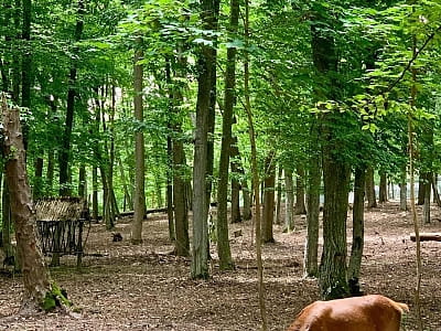 реабилитационный центр для диких животных общей площадью 32 га в загородном комплексе ARDEN PALACE Medical Resort & SPA в поселке Сатанов Хмельницкой области