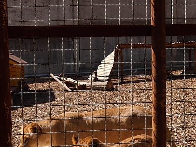 реабилитационный центр для диких животных общей площадью 32 га в загородном комплексе ARDEN PALACE Medical Resort & SPA в поселке Сатанов Хмельницкой области