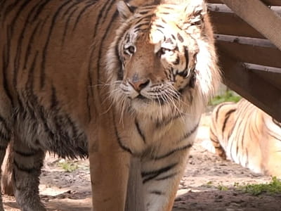 реабилитационный центр для диких животных общей площадью 32 га в загородном комплексе ARDEN PALACE Medical Resort & SPA в поселке Сатанов Хмельницкой области