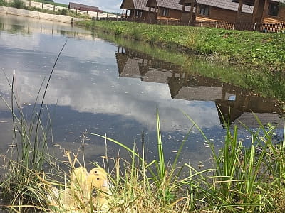 Любительская рыбалка на пруду в загородном комплексе «Rancho» в селе Лесовые Гриновцы недалеко от города Хмельницкий