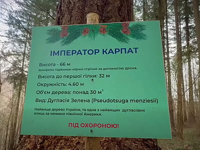 Император Карпат — самое высокое дерево Украины