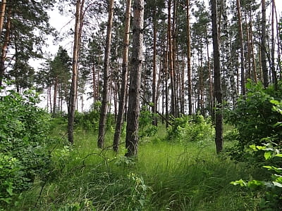 Территория национального природного парка «Залесье» в Киевской области
