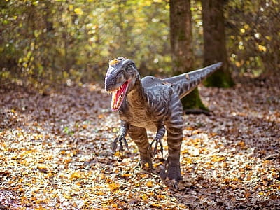 DinoPark Берегово — это современный тематический парк в Закарпатской области, расположенный недалеко от Берегово, в селе Яноши. 