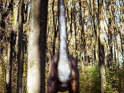 прогуляться среди гигантских динозавров в DinoPark Берегово в селе Яноши Закарпатской области