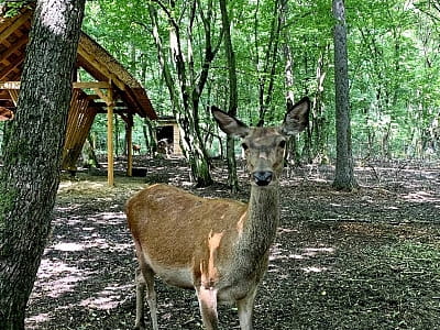 благородные олени в парке УРУРУ недалеко от Львова