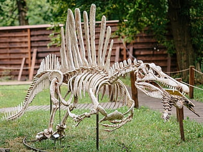 скелеты динозавров в парке DINO PARK в Киевском Гидропарке