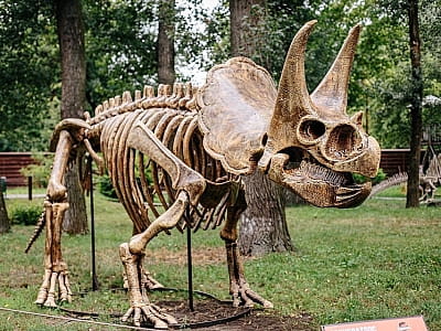 скелеты динозавров в парке DINO PARK в Киевском Гидропарке