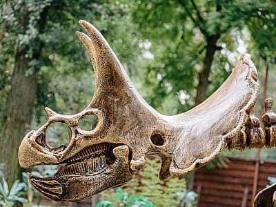 скелеты динозавров в парке DINO PARK в Киевском Гидропарке