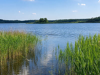 Озеро Островное возле Любохина на Волыни: чистая вода, остров посреди леса, рыбалка, пляжный отдых и живописная природа.