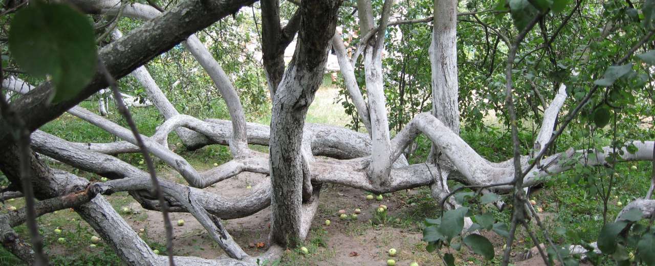 Уникальная двухсотлетняя яблоня-колония в Сумской области