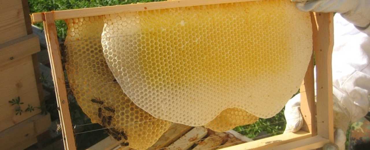 Каждый, кто хочет узнать больше о технике производства мёда и узнать больше об этой промышленности в Украине, приглашается в Музей пчеловодства в Киеве. Здесь можно не только увидеть интересные экспонаты, но и попробовать вкусный мёд.