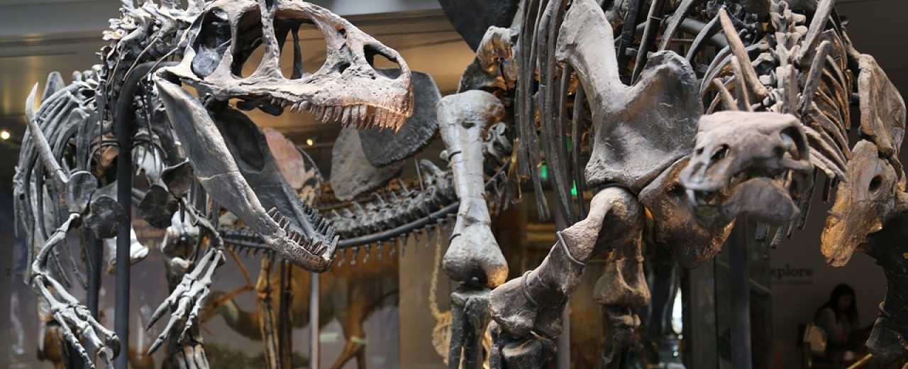 Палеонтологический музей Национального научно-природоведческого комплекса в Киеве. Отзывы