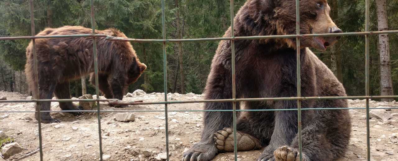 Национальный природный парк «Синевир» не случайно выбран в качестве «площадки» под реабилитационный центр бурового медведя. Природно-климатические условия местности идеально соответствуют потребностям животных.