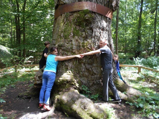 Старейший дуб в Украине в Ровенской области - Юзефинский дуб