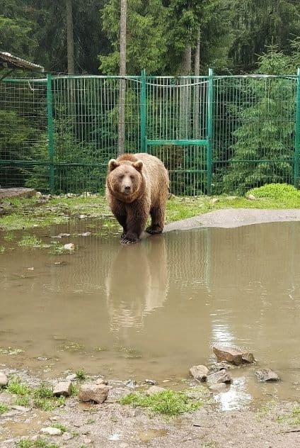 Убойные места медведя с карабина в картинках