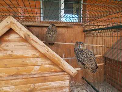 База отдыха и биопарк, Золотой фазан в селе Вышковское Киевской области