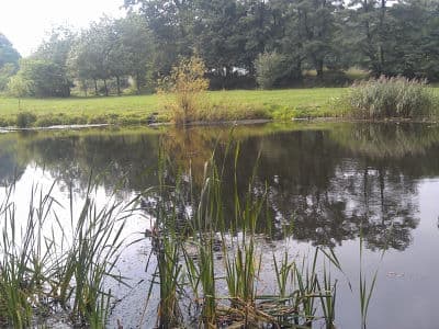 Озеро в парке нивки