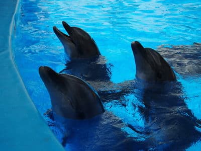 Отчет о походе в киевский дельфинарий