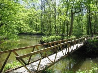 трикратский лес мост