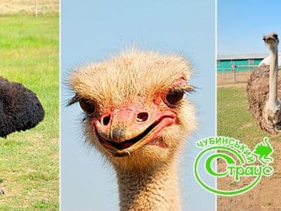 На территории Чубинской страусиной фермы можно найти множество интересных развлечений: общение со страусами, вкусный обед в Колыбе, детская игровая зона, пейнтбол, мини-зоопарк и многое другое.
