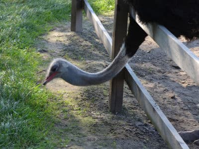 Мини зоопарк Чубинский страус