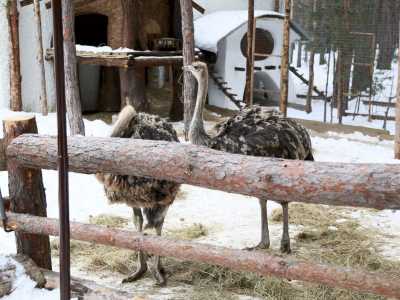 Контактный зоопарк в загородном комплексе «Sosnovel» в селе Воропаев