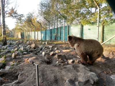 Медвежий приют "Белая скала" в селе Березовка возле Житомира