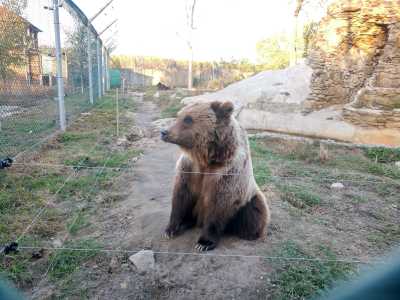 Бурые медведи в медвежьем приюте "Белая скала" возле Житомира