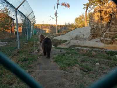 Медвежий приют "Белая скала" в селе Березовка возле Житомира