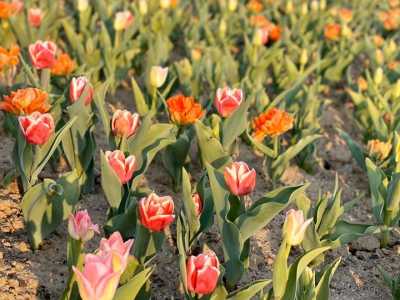 сегодня вниманию посетителей Добропарка предлагается около миллиона тюльпанов, то уже через год их численность будет втрое больше.