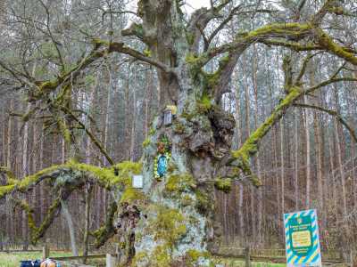 Липа Богдана Хмельницького - 800 летнее дерево возле Золочева в Львовской области.