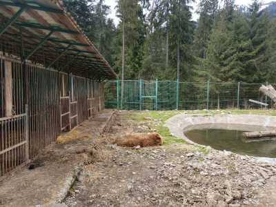 Национальный природный парк «Синевир» не случайно выбран в качестве «площадки» под реабилитационный центр бурового медведя.