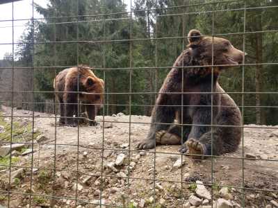 Реабилитационный центр позволяет медведям приспособиться к новым для себя условиям и забыть о былых издевательствах над собою. Посетителям предлагается посмотреть, как животные спокойно отдыхают, забавно играют, купаются в водоеме и питаются в естественны