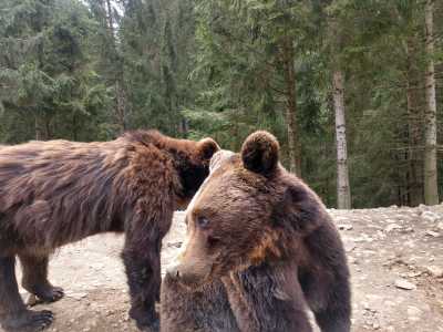 Реабилитационный центр бурого медведя в Закарпатской области.
