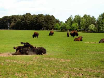 Экопарк Медвино - самая большая оленья ферма в Украине, экскурсии