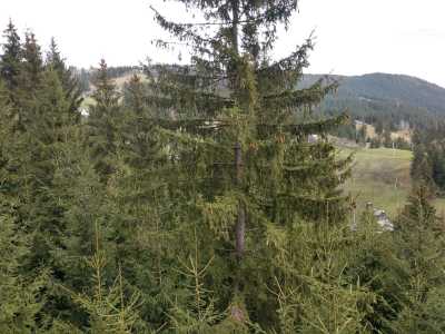 Вид на Верховину с деревяной обзорной башни