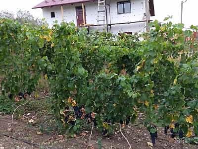 Винодельня Bohdan`s winery позволит каждому посетителю почувствовать дыхание живописного Приднестровья, а также оценить изысканные букеты ароматов непревзойденных вин. 