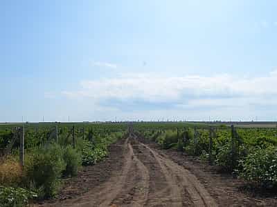 Korus Wine - небольшое предприятие, где производится авторское сухое вино.