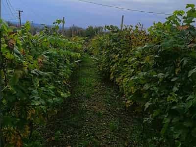 виноградники урста, общая площадь которых составляет свыше 4 гектар