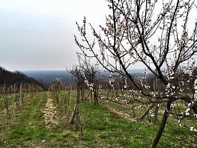 виноградники Урста, общая площадь которых составляет свыше 4 гектар