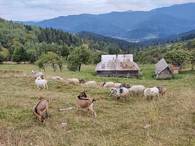 Овцы дающие сырье сыроварне на горе Маковица возле Яремчи.