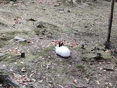 Кролик в вольерном хозяйстве Карпатского НПП