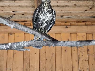 Хищные птицы в вольерном хозяйстве Карпатского НПП
