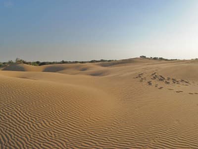 Алешковские пески - самый крупный песчаный массив в Европе. Также его называть Олешковскими или Алешкинскими песками.